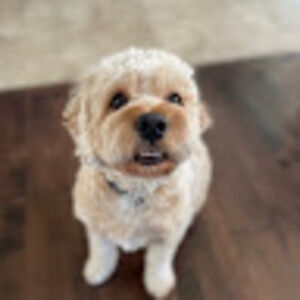 Meet your Posher, Mia